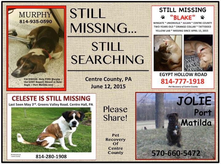 lostpetscentre's tweet photo. Still Missing in #centrecounty.  #HappyValley #missingdogs #dogsoftwitter #dogsofinstagram #PennState http://t.co/Mbnbs7tV18