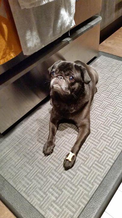 stephkeay's tweet photo. MISSING: Black Pug "Ruby" by Cambrian Pet Hospital (Collingwood) around 6:15pm. 403-618-8543. Please RT @nenshi #YYC http://t.co/hLlyRYBgZO