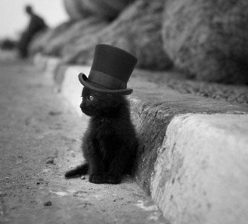feline_crazy's tweet photo. Aristocat #Cat #Cats #Kitten http://t.co/y53eBhiu1R