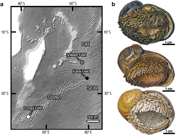 squamiferum's tweet photo. New paper reveals low connectivity in 'scaly-foot' populations across two mid-ocean ridges! http://t.co/hk9Xe8K4J0 http://t.co/9Clx26Fryj