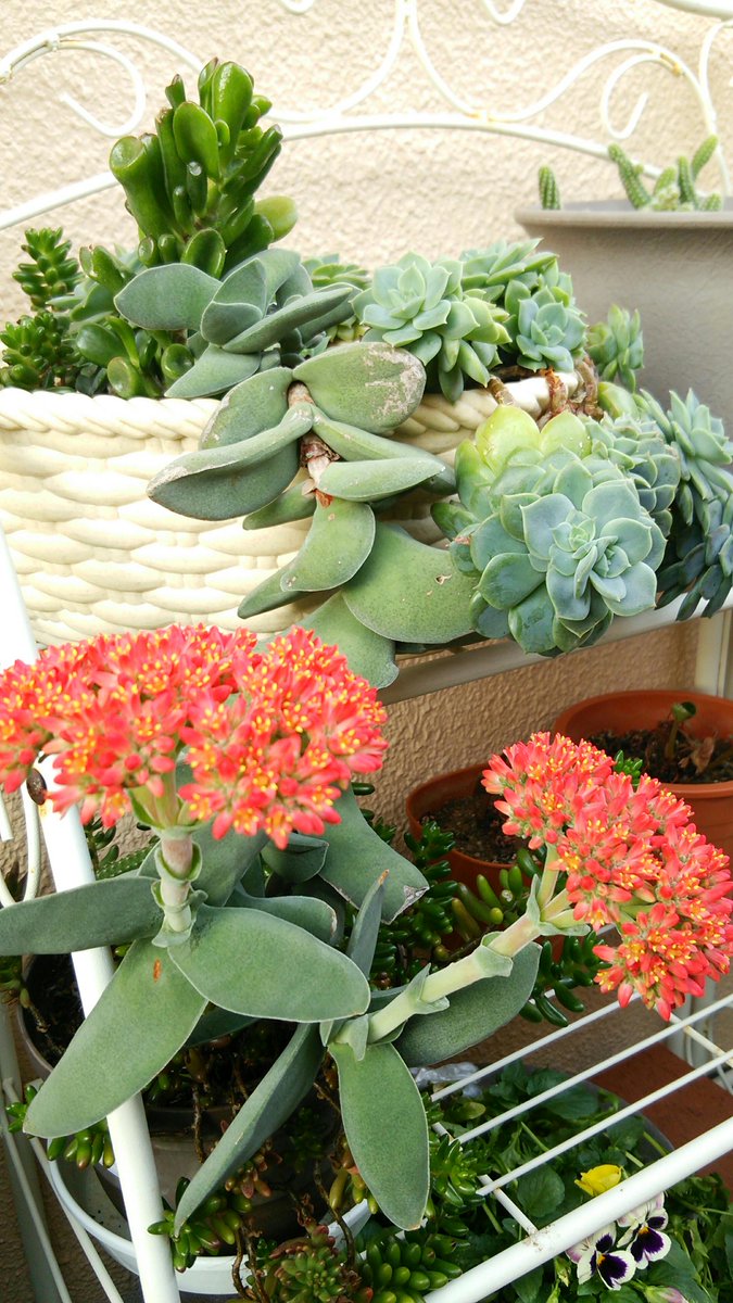 takonoki's tweet photo. 多肉植物の神刀の花が初めて咲きました。 http://t.co/F1Y77bE8is
