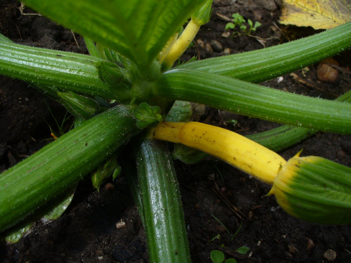 StadsAkkers's tweet photo. Nog even en dan komen de courgettes eraan. Dit jaar naast groene ook gele! http://t.co/KE5Z5HzZey