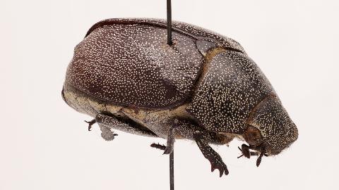 ZooSphereNet's tweet photo. New Spherical Sequence
Leucopholis irrorata
http://t.co/c94GC8KCXd
#Entomology #Coleoptera #Macro #NatHist #ZooSphere http://t.co/Kz6CqHfixp