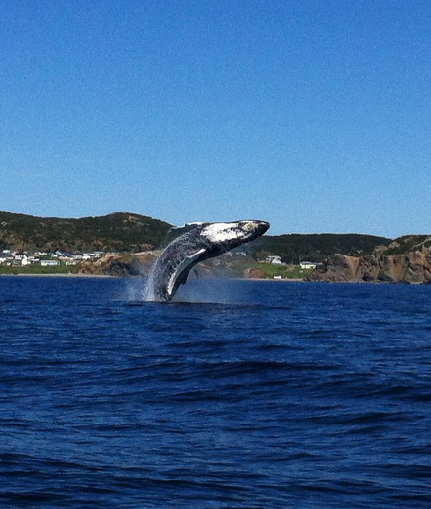 NLtweets's tweet photo. Wow! Great shot! MT @GoTwillingate: Amazing whale pic clicked by @Closeencounter in Twillingate yesterday! #exploreNL http://t.co/ZtQH21amgM
