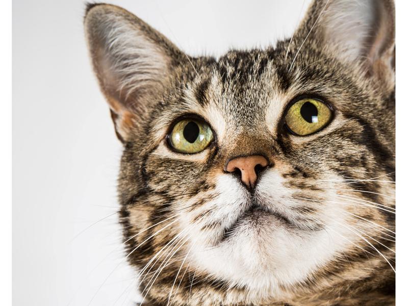 News24Aust's tweet photo. Remember the cat that beat up a dog to save a little boy? She's been awarded. #cats #herocat http://t.co/rayvz8OQox http://t.co/5zcQZA4iaw
