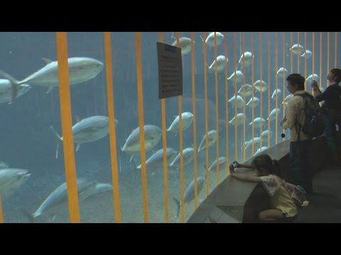 【マグロの水槽復活】テープが貼られた大水槽【葛西水族園】 - Togetter [トゥギャッター]