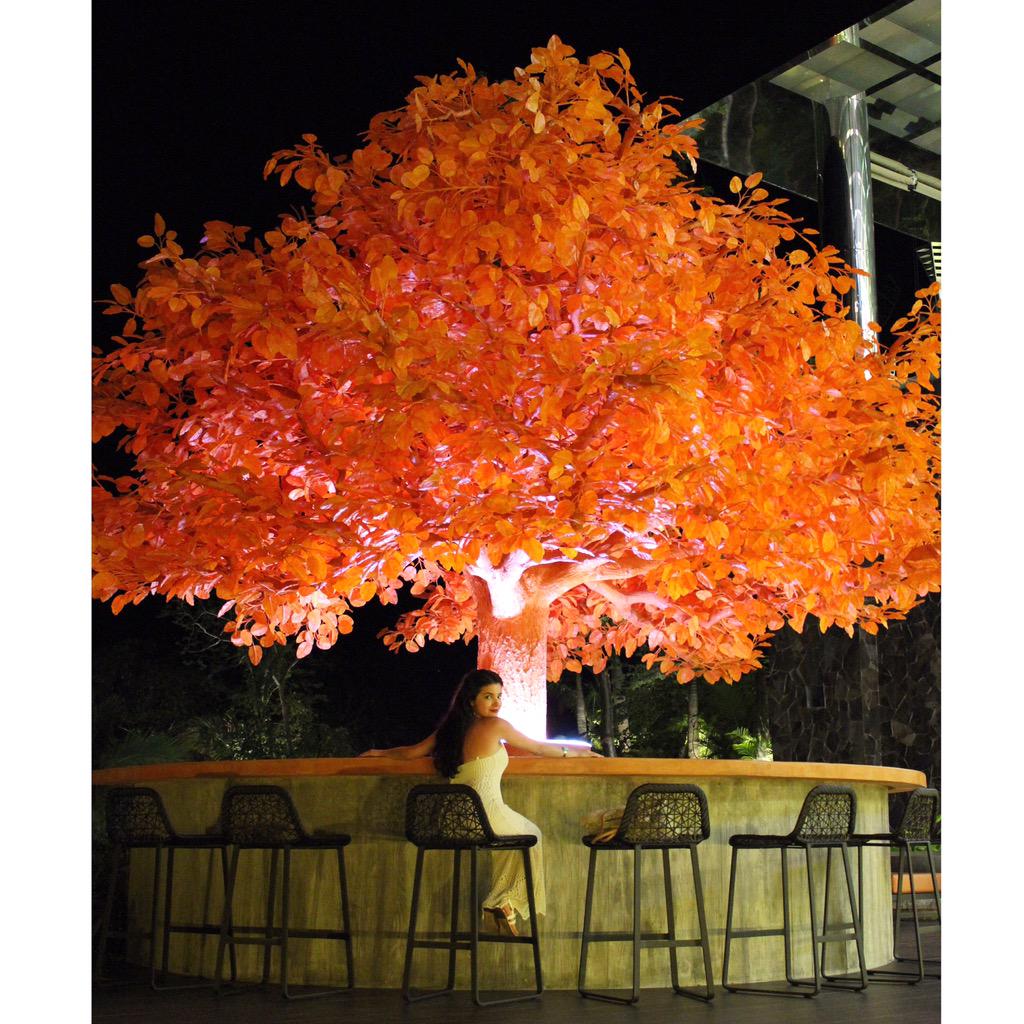 I don't want to leave Mexico 🌳