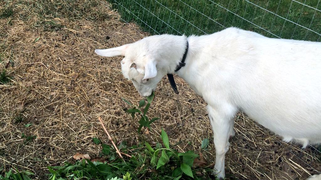 Well hello there, little one ~ #MarthasVineyard #VisitMA lambertscoveinn.com
