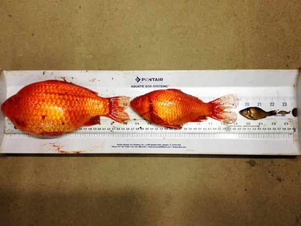 marksuits's tweet photo. Giant goldfish, prodigious mussels invading Alberta waterways.  http://t.co/tMoyu7jw1y http://t.co/qY7X12IkMK