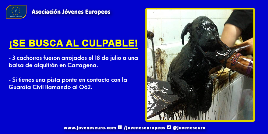 joveneseuro's tweet photo. ¡URGENTE! La Guardia Civil busca al culpable de arrojar a 3 cachorros a una balsa de alquitrán en #Cartagena http://t.co/D4qOLaHjeN