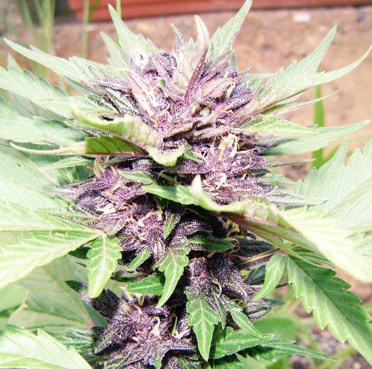 Csc_Selektum's tweet photo. Semillas #AutoPurple @jotamayuscula d @DeliciousSeeds #EdiciónLimitada, te vas a quedar sin probarla? DISPONIBLES! http://t.co/LWVbLKRvLS