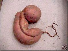 Downpride's tweet photo. Oddly shaped veggies are freed from industry and governments standards. When are humans? #differentandequal http://t.co/Rrylnxf7vc