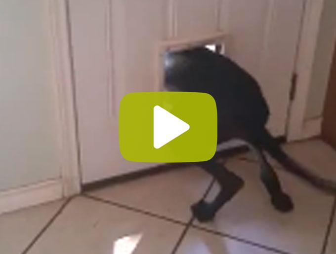 leo_yummypets's tweet image. Grand #chien VS petite #porte : quand un chien se fait #gronder, voici ce que ça donne!
ymp.io/u/aqU #video