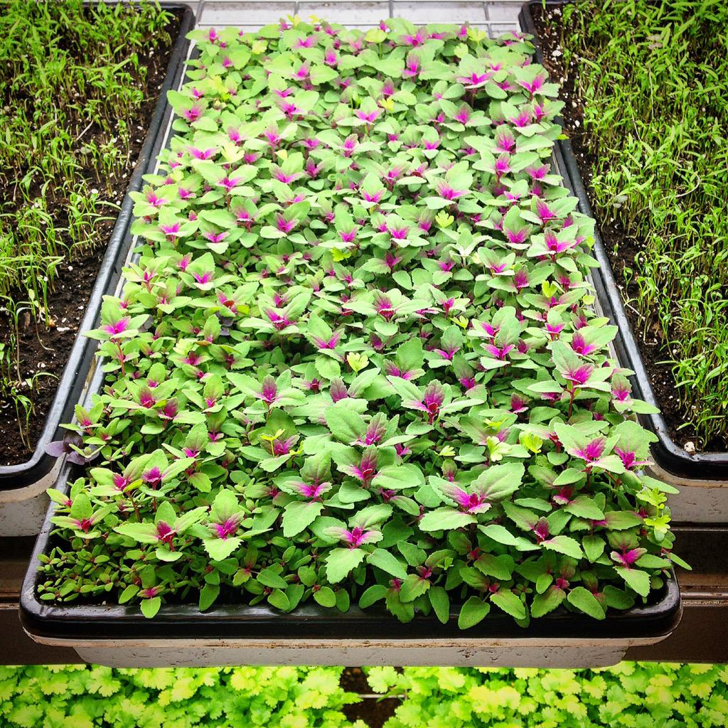 shoot_boss's tweet photo. Magenta spreen going out this week #microgreens http://t.co/csZjLEpez3
