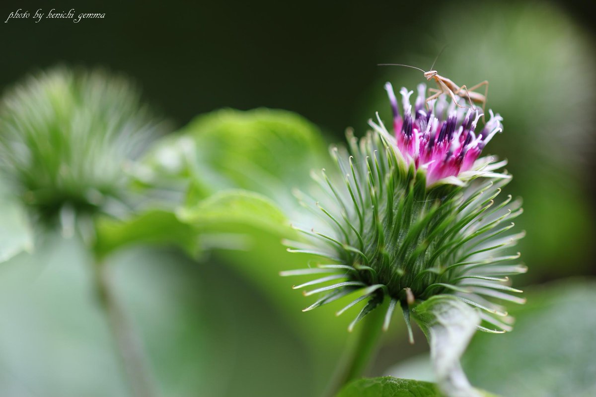 jo1ntw's tweet photo. 牛蒡の花ってのを初めて見ました。 http://t.co/XtB2UvvPCx