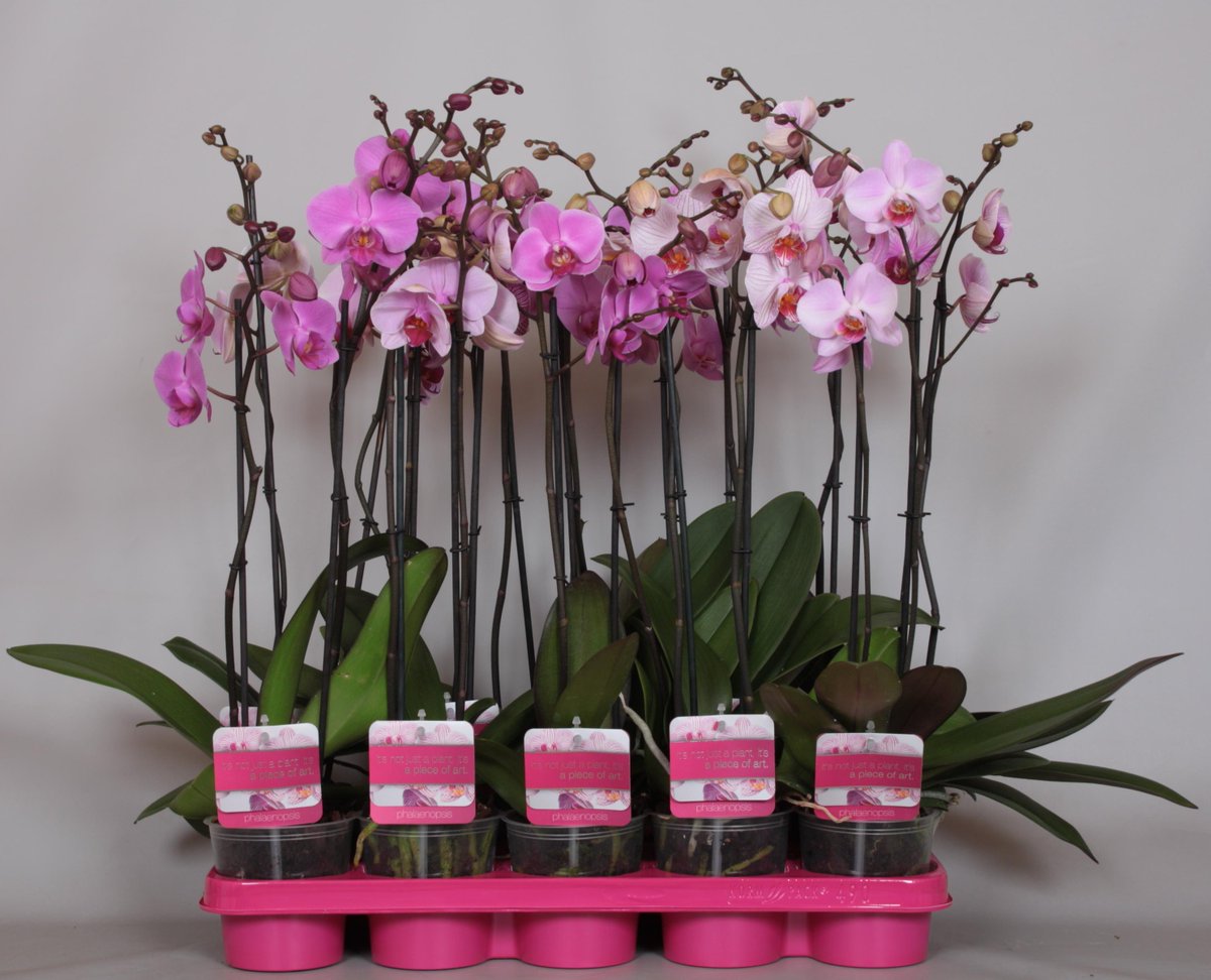 #Pink #Phalaenopsis #Plants 14+  #specialoffer this week! June 30 #PinkYourWorld #specialedition !