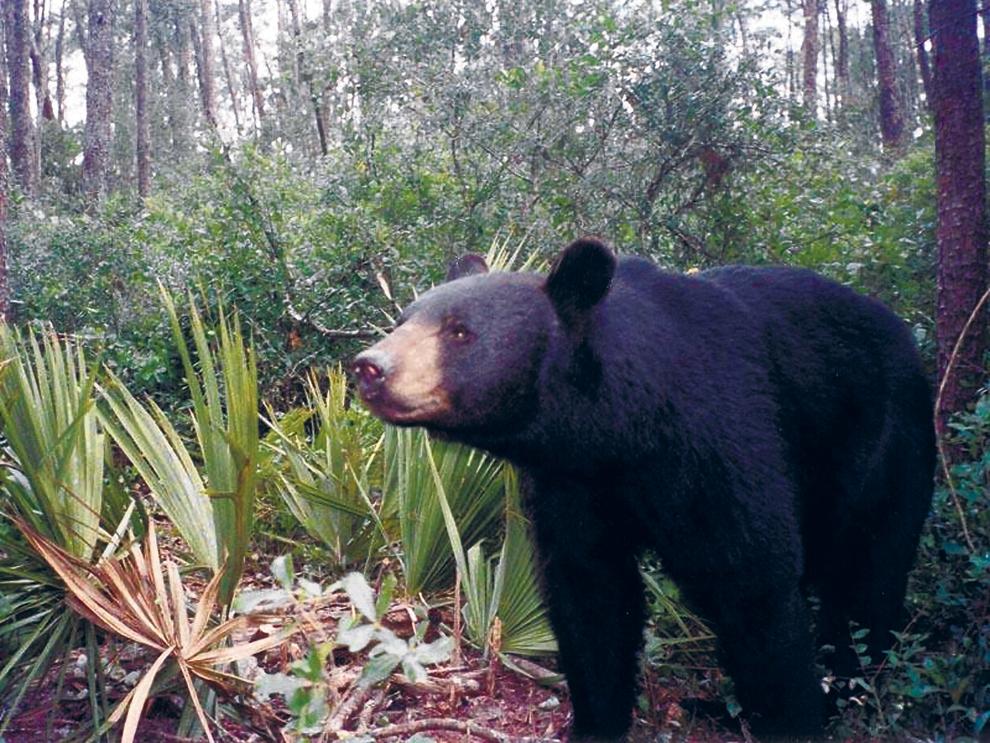 jaxdotcom's tweet photo. No longer threatened with extinction in Fla., black bears could become hunting targets http://t.co/fzR06MNv3P http://t.co/QZ5dKEz3FF