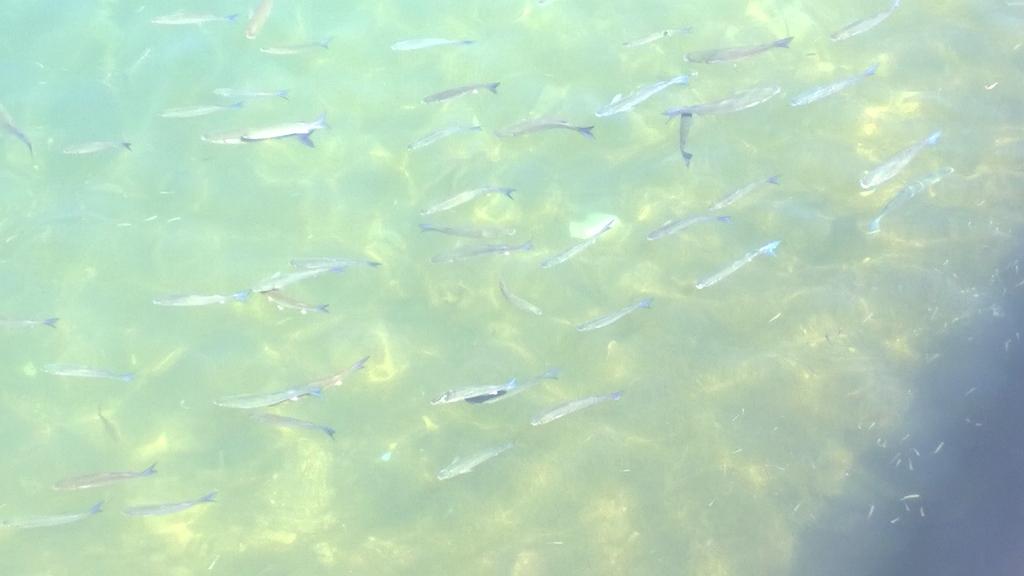 Cheer_Chick_96's tweet image. Awesome holiday in Mallorca /Alcudia