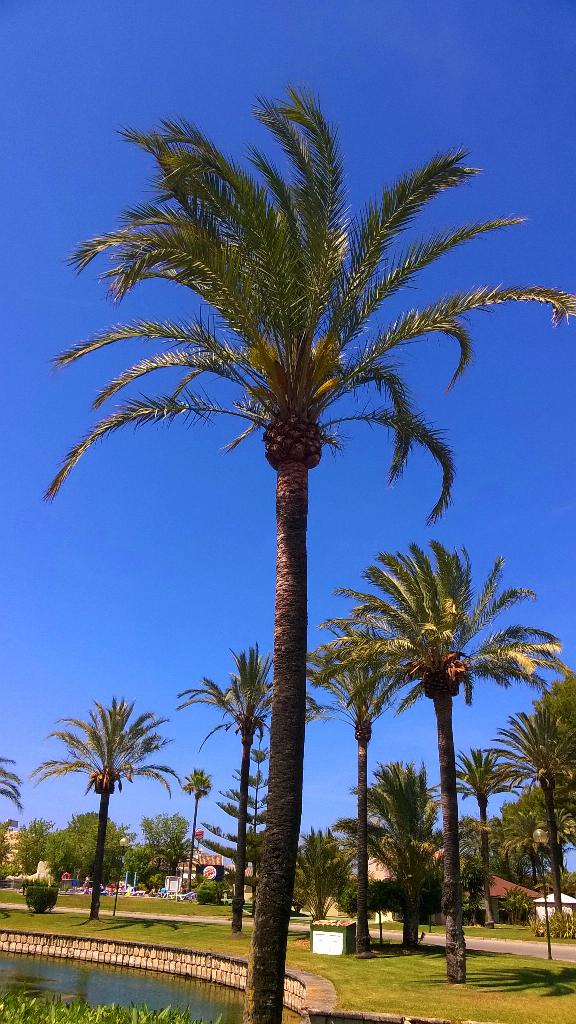 Cheer_Chick_96's tweet image. Awesome holiday in Mallorca /Alcudia