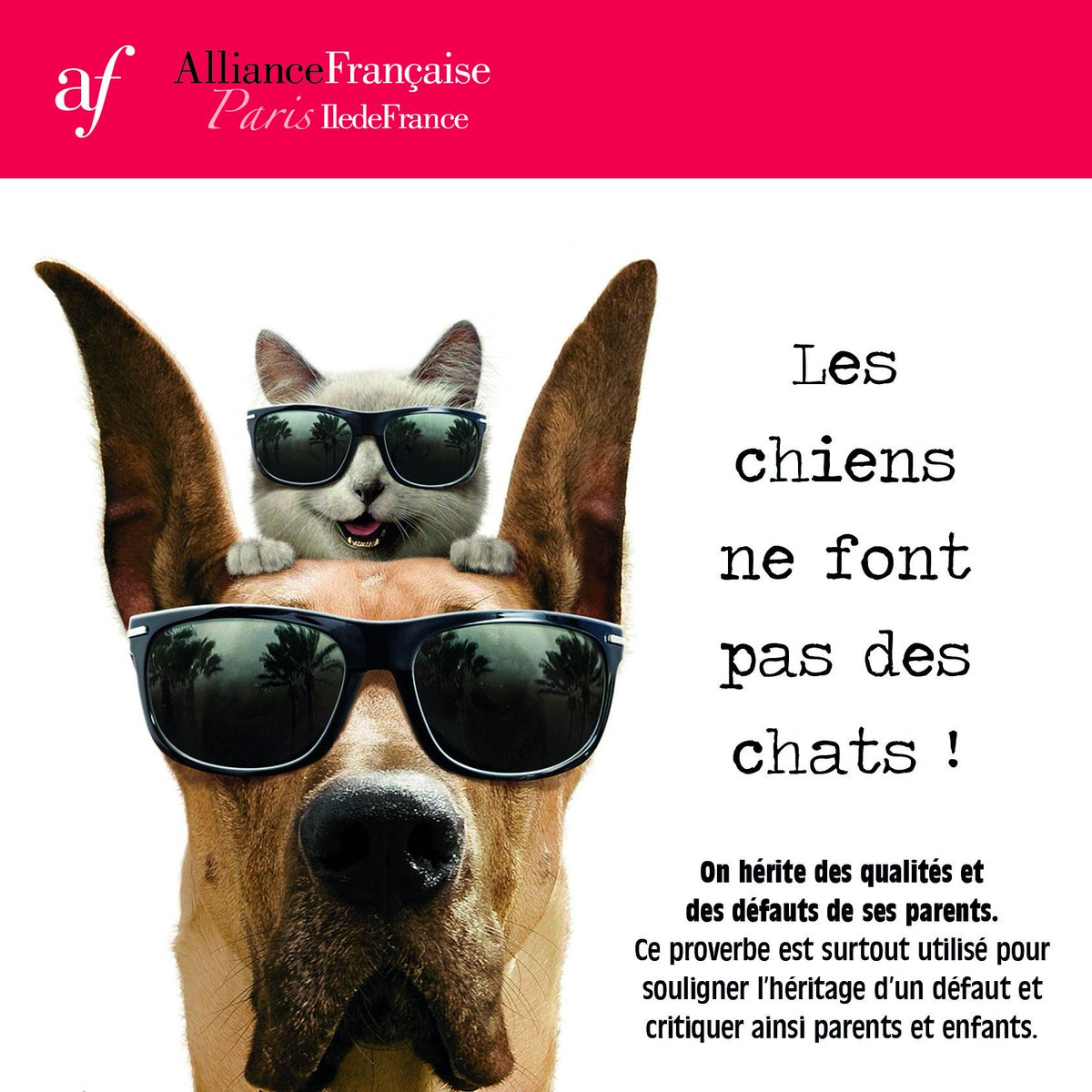 24++ Proverbe Chien Et Chat