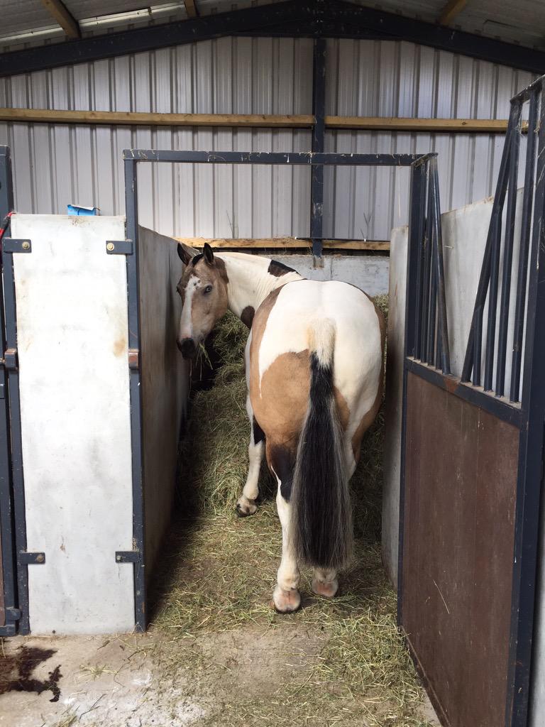 duskymooncb's tweet image. Can't you see I'm busy?! #cob #lovesfood #horse #makesmelaugh #hay