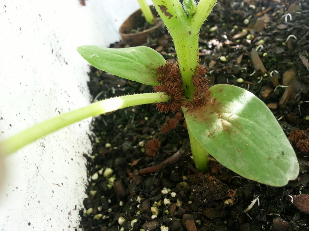 Yepshegrewit's tweet image. Hello! Can anyone help me identify the brown fungus on this cucumber plant?#helpidentify#gardenhelp