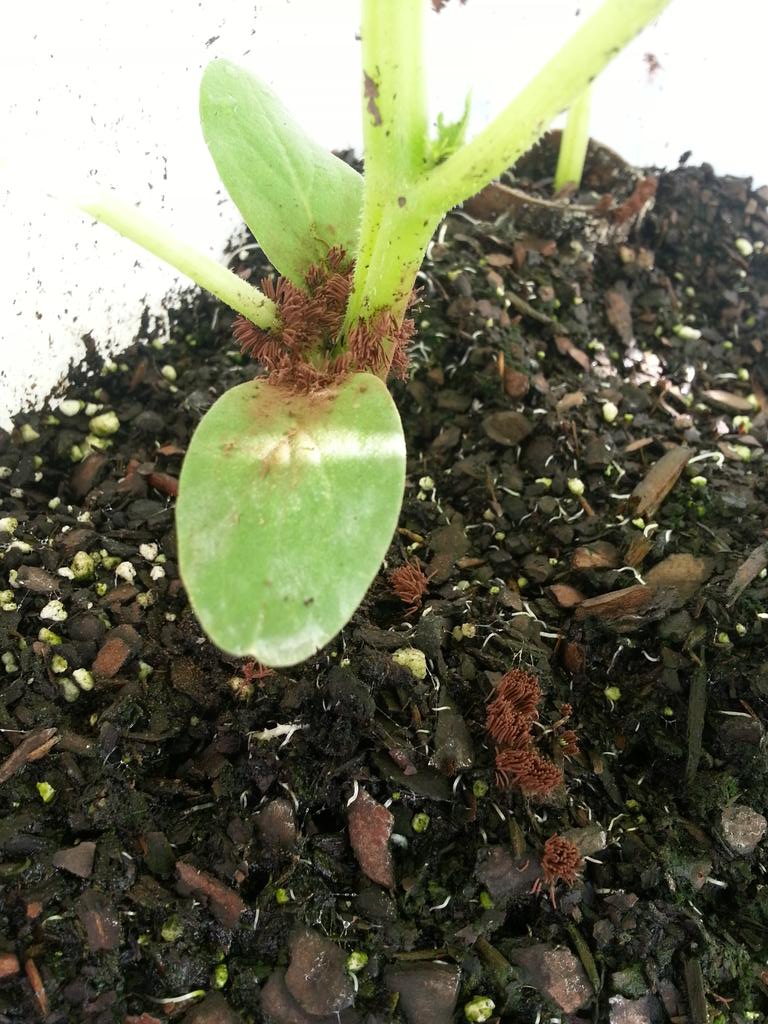 Yepshegrewit's tweet image. Hello! Can anyone help me identify the brown fungus on this cucumber plant?#helpidentify#gardenhelp