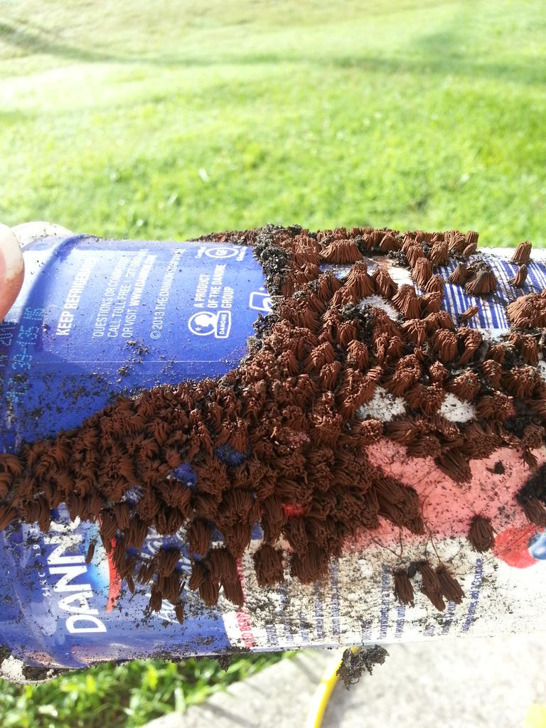 Yepshegrewit's tweet image. Hello! Can anyone help me identify the brown fungus on this cucumber plant?#helpidentify#gardenhelp