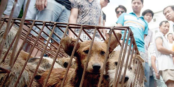 people's tweet image. .@RickyGervais, @GiseleOfficial, and @RubyRose slam China's dog eating festival peoplem.ag/DMhMcuC #StopYuLin2015