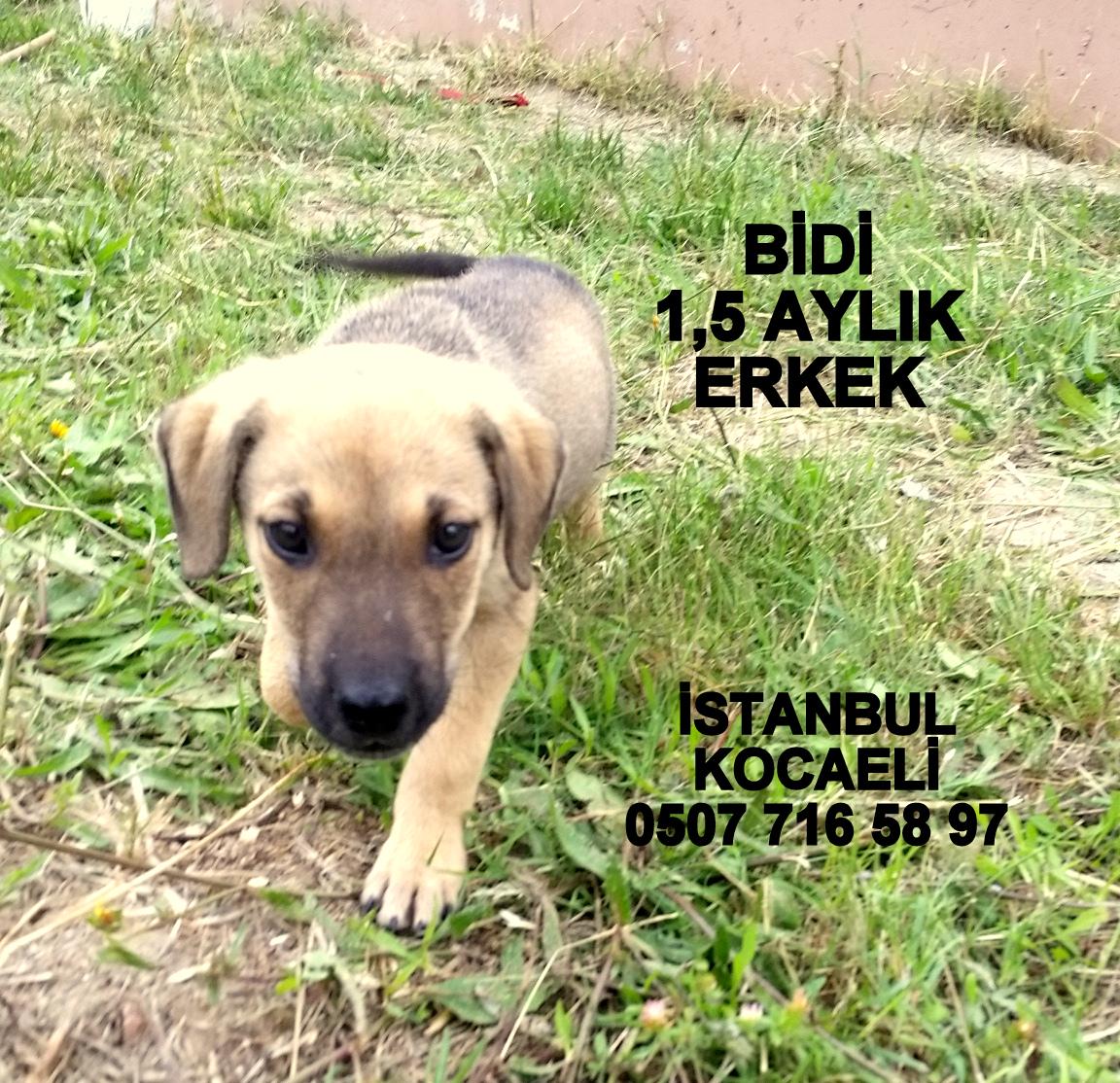 BİDİ / İSTANBUL - KOCAELİ YUVA ARIYOR. Çocuklar bırakmış ve kaçmış.<a href="/HayvanOzgurlugu/">Hayvan Özgürlüğü</a> <a href="/tunaarman1/">tuna arman</a> @dundaragirseven