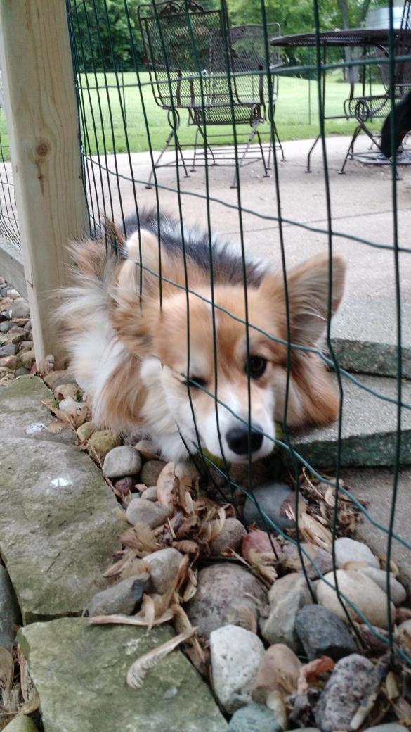 teagencorgi's tweet image. I&apos;m pretending this is comfortable okay? So pooped. #mondaymorningproblems #corgi #dogsoftwitter