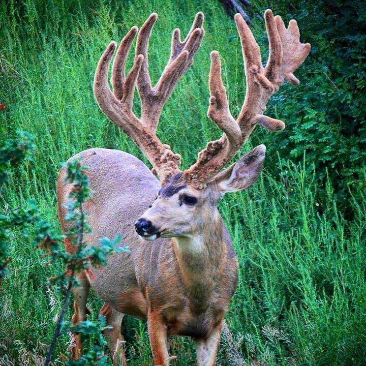 MuleyFreak's tweet photo. Monster Monday.

Photo: Guerry Vaughan http://t.co/2VHBS5HqFR