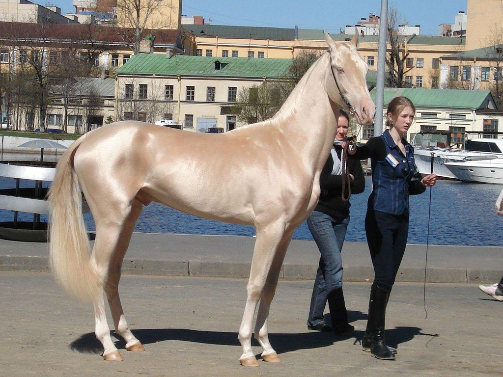 copet2020's tweet image. The most beautiful horse 🐴 in the world