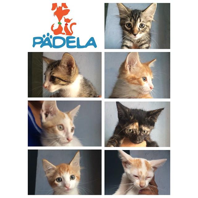 PadelaOrg tweet picture