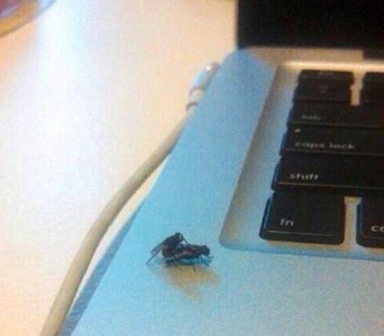I was gonna smack the shit outa these flies but ima let the lil nigga get his nut