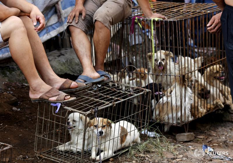 Reuters's tweet photo. Inside #China's controversial dog meat festival: http://t.co/EBLeYjfGrU http://t.co/ZwFAl0IudB