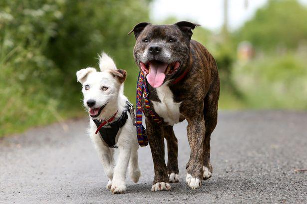 The blind Jack Russell that has his own GUIDE DOG mirror.co.uk/news/weird-new…
