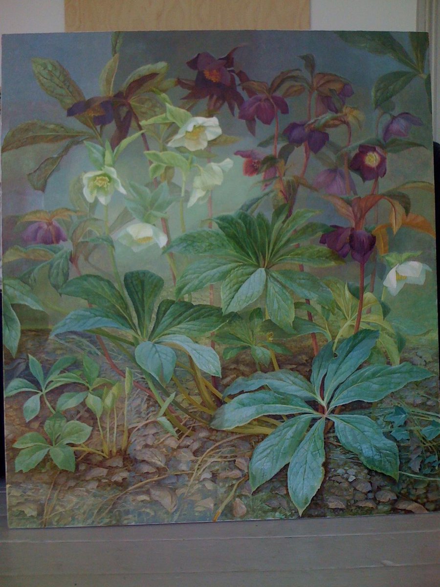 HOT OFF THE PRESS! These are Hellebores from the garden. I’ve just finished this  #art #flowers #painting