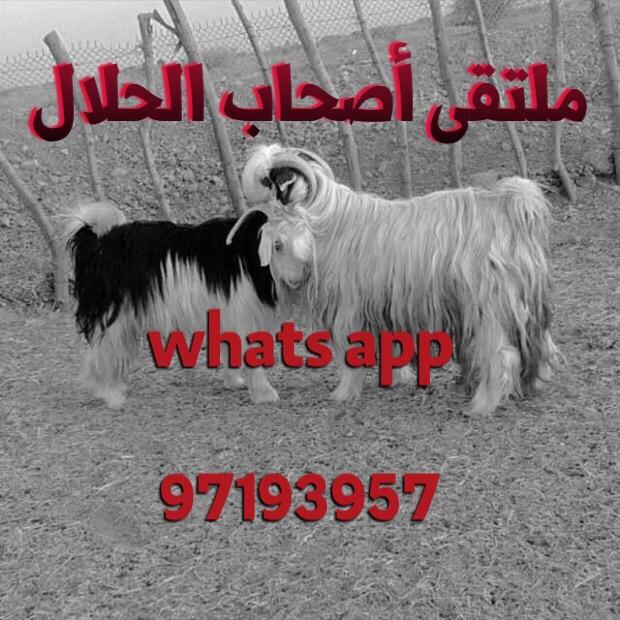 aalsryhy's tweet photo. #حمله_ساعد_حيانك_فالمطبخ http://t.co/tgh0QEPlOv