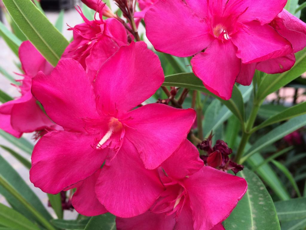 EnandiLucia's tweet photo. Fantastiche delizie nelle tonalità del rosa http://t.co/8eLwOqJ4CS