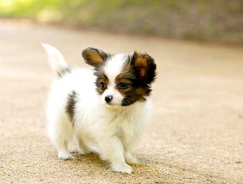 puppypixfiesta's tweet photo. http://t.co/7OKd3dFgw8