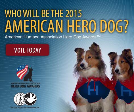 HeroDogAwards's tweet photo. Only 4 days left in round 2 of @AmericanHumane's #HeroDogsAwards! Vote before it's too late! http://t.co/DoezZB7aTU http://t.co/HdmeAMM3wD