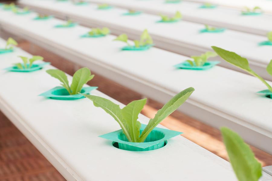 RootsHydro's tweet photo. What is the best grow lighting to use? Get advice @ #DeepRoots http://t.co/o7bbph7fzA http://t.co/7BK05LNXyJ