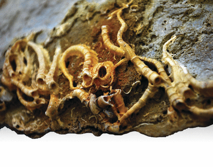 geosociety's tweet photo. **GSA Publications Update**
A new issue of #GEOLOGY is now available online:
http://t.co/S9ttvbWp5w
Image: S. Povia http://t.co/e9uaIOjJEf