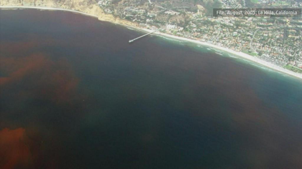 ksbw's tweet photo. Huge toxic algae bloom off West Coast prompting alarm http://t.co/dZ5tcBBdpc http://t.co/PvKhnE0U6h