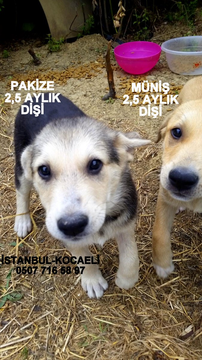 MÜNİŞ VE PAKİZE / İSTANBUL-KOCAELİ YUVA ARIYOR <a href="/lsdomicim/">Leman Sam</a> <a href="/HayvanOzgurlugu/">Hayvan Özgürlüğü</a> <a href="/petlebi/">petlebi.com</a> @dundaragirseven <a href="/tunaarman1/">tuna arman</a>
