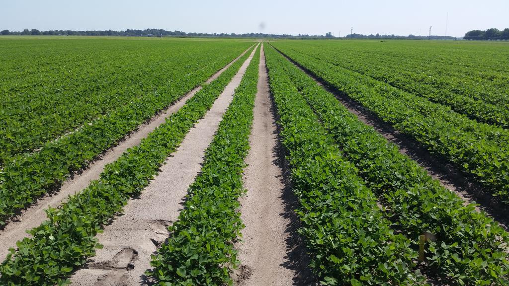 monfortuga's tweet photo. Twin Row vs single road peanut variety trial in Colquitt County http://t.co/E6Q1iIK5pM