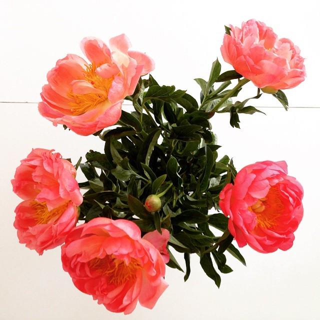 NorwayInstagram's tweet photo. #fantastic #flowers #ig_flowers #instablooms #interior #interiordesign #instadecor #homedecor #homedesign #houseand… http://t.co/pJT6891l3g