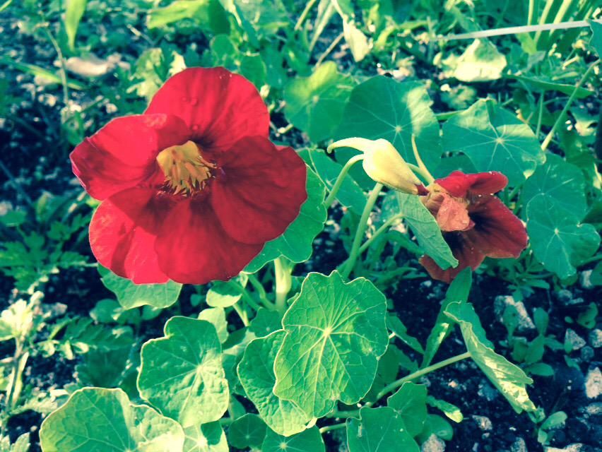 PlotBound's tweet photo. nasturtium http://t.co/MN0jGhAWbZ