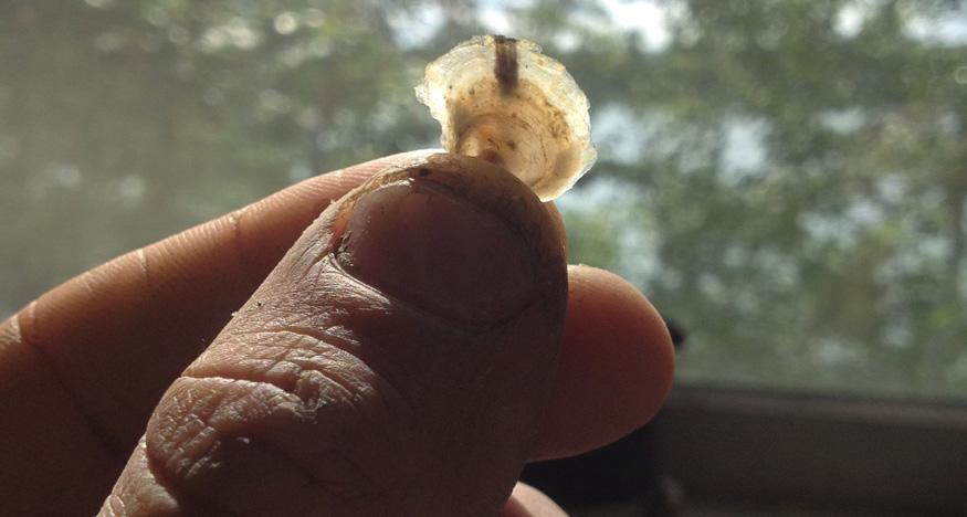 MookSeaFarm's tweet photo. Oysters seem to be growing on the river! http://t.co/KIPg0xDt3A http://t.co/9fWrTghOYW